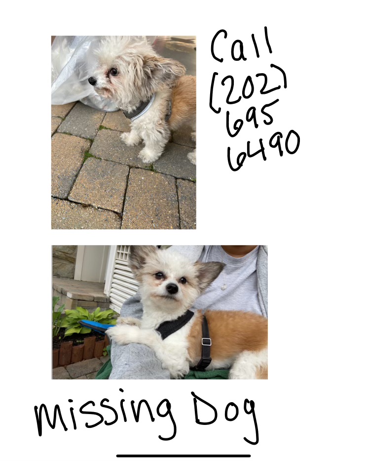 Image of Gatsby, Lost Dog
