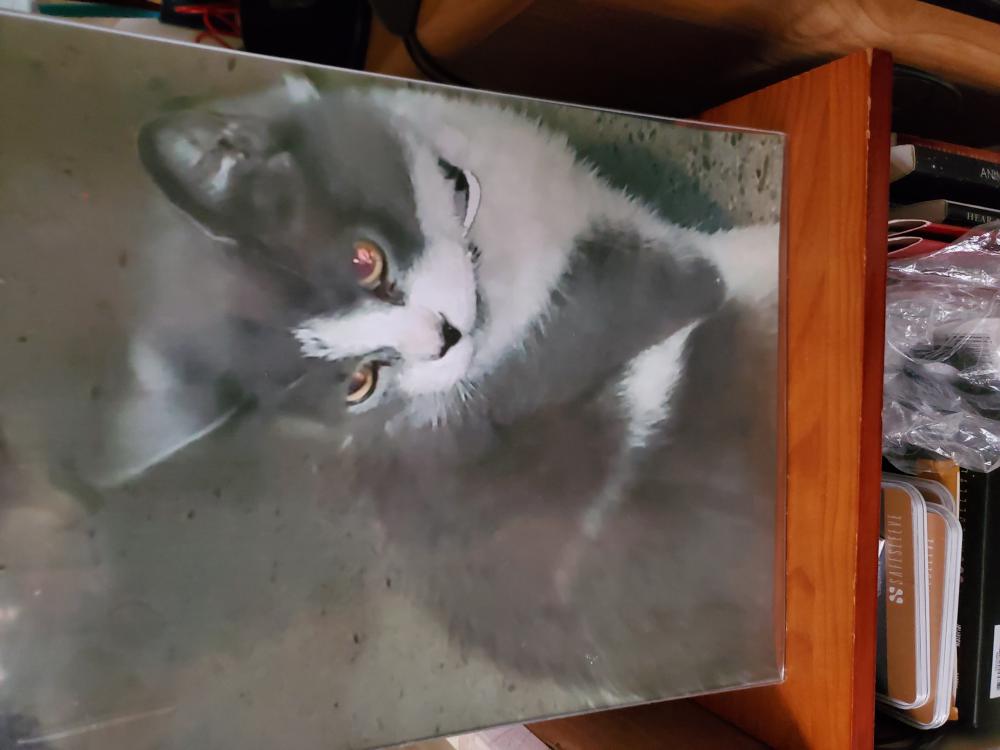 Image of Sneakers, Lost Cat