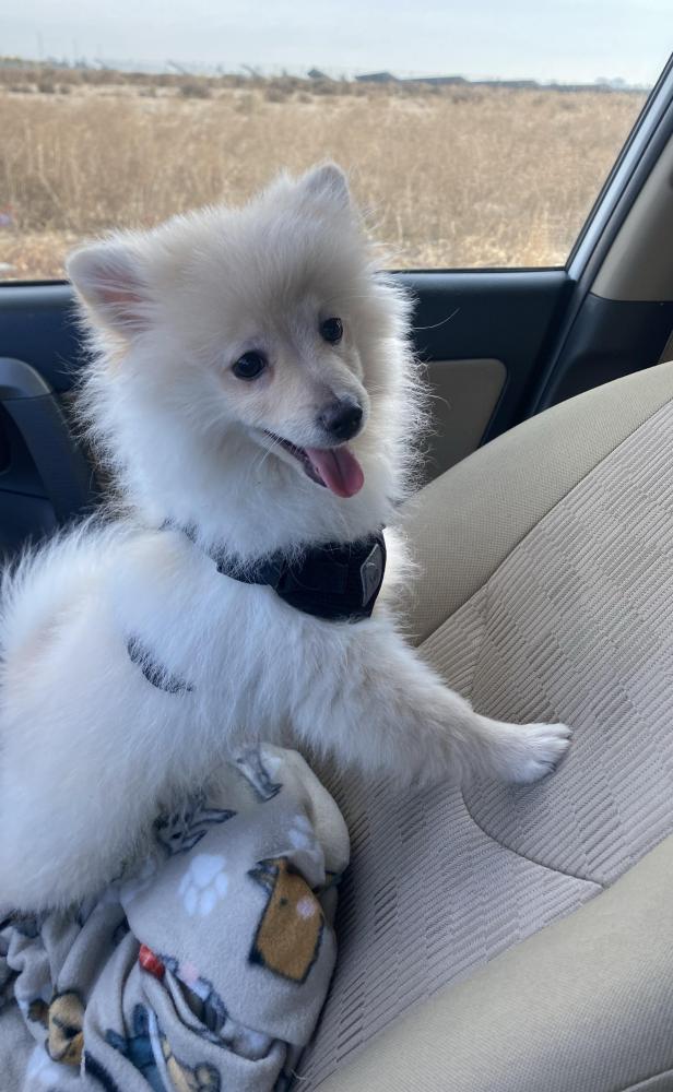 Image of Marshmallow, Lost Dog