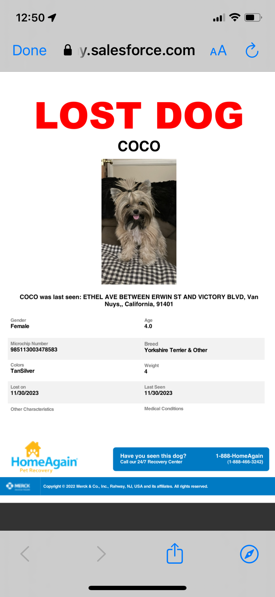 Image of Co Co, Lost Dog