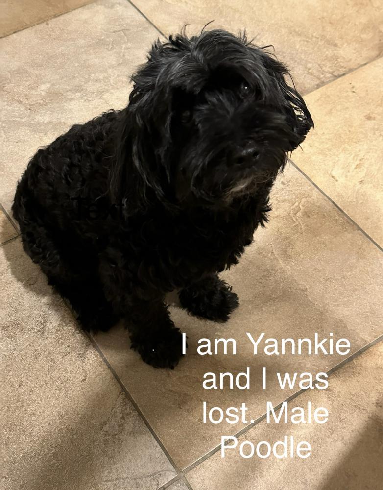 Image of Yankie, Lost Dog