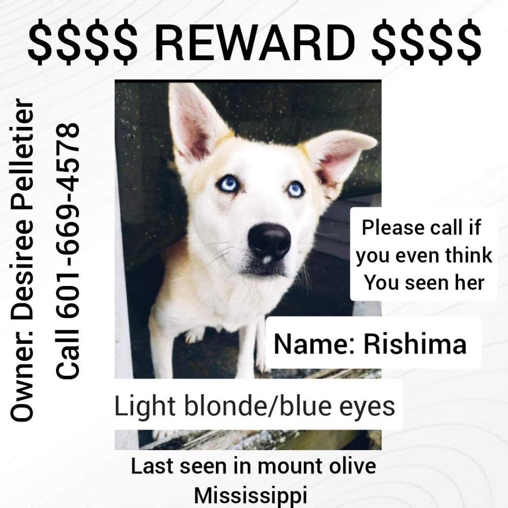 Image of Rishima, Lost Dog