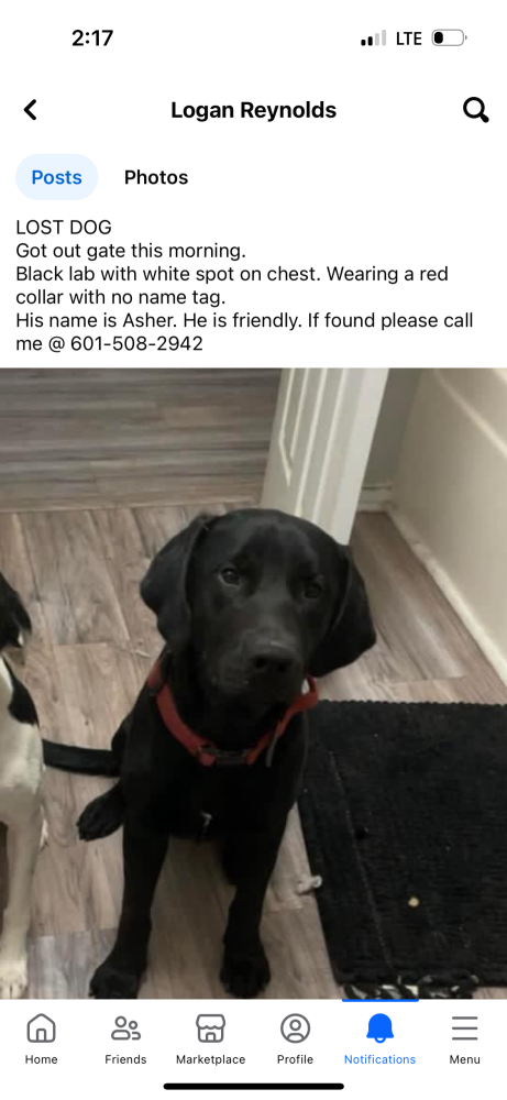 Image of Asher, Lost Dog