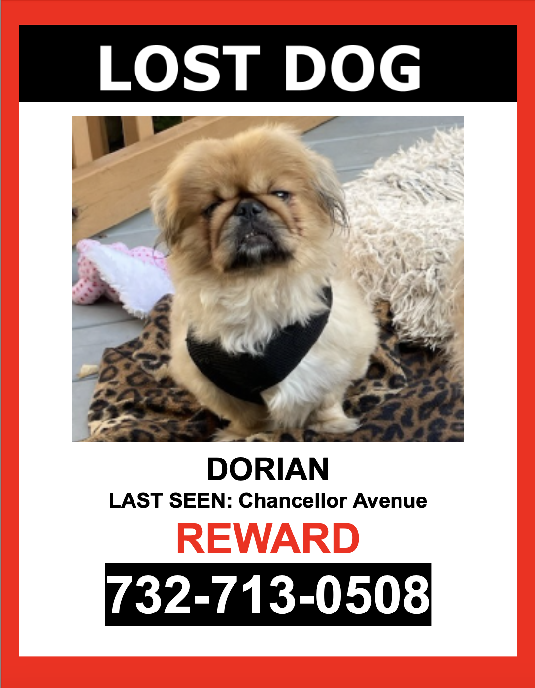 Image of Dorian, Lost Dog
