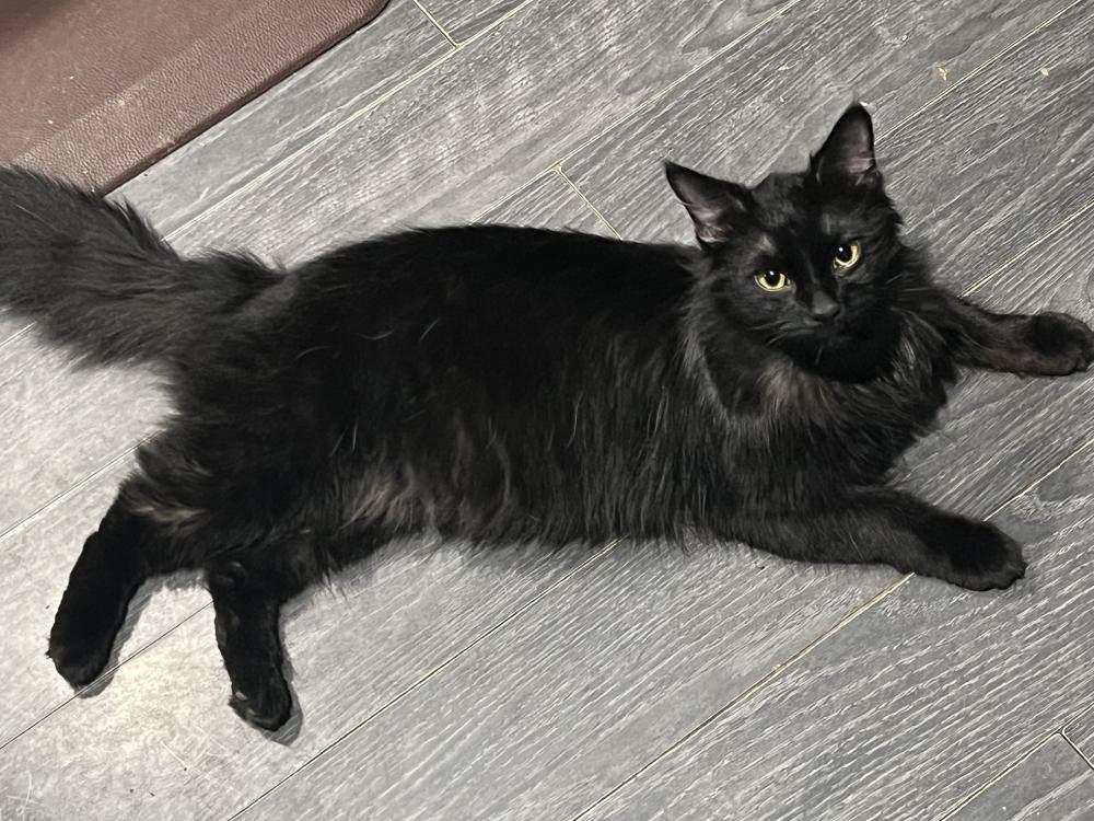 Image of onyx, Lost Cat
