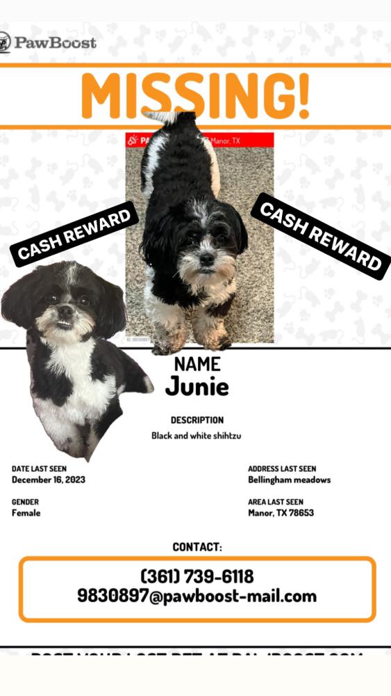 Image of Junie, Lost Dog
