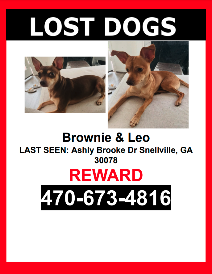 Image of Brownie & Leo, Lost Dog