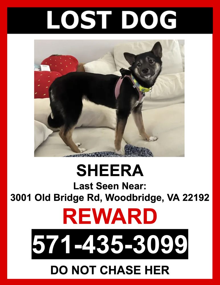 Image of Sheera, Lost Dog