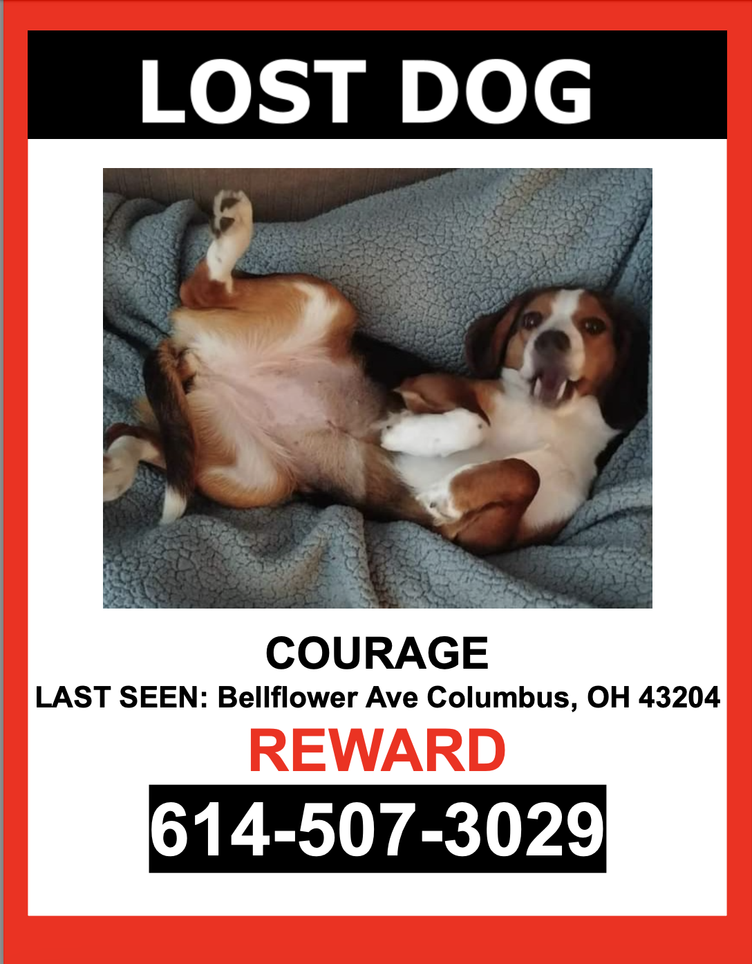 Image of Courage, Lost Dog