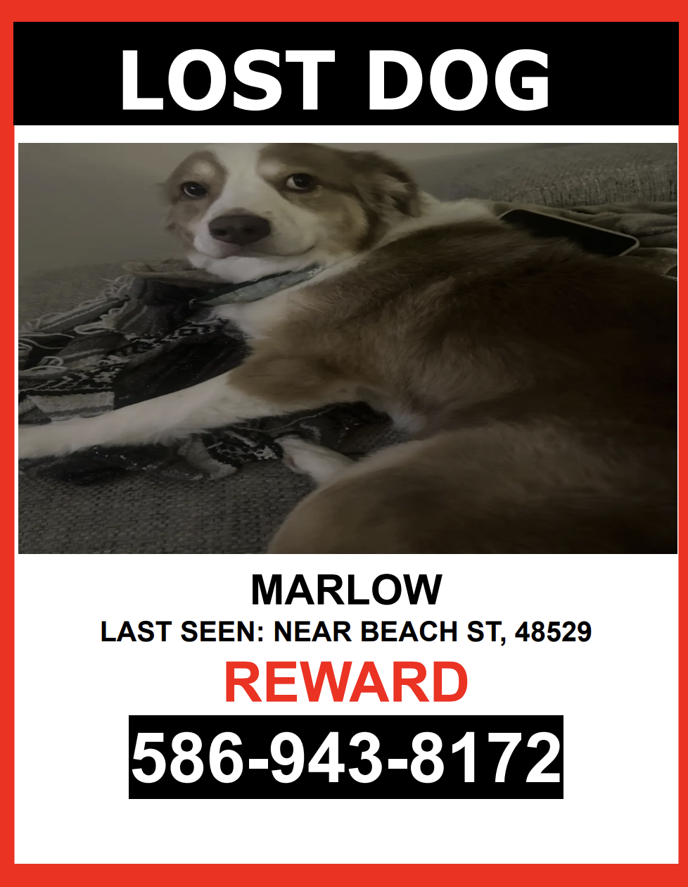 Image of Marlow, Lost Dog
