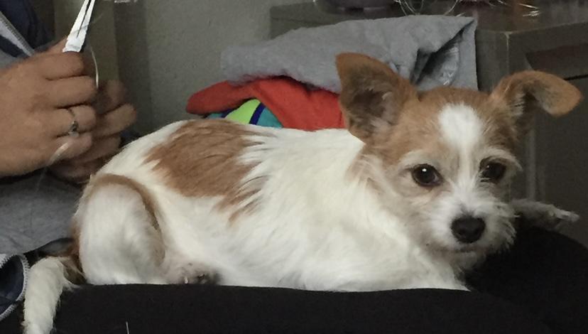 Image of Peach, Lost Dog