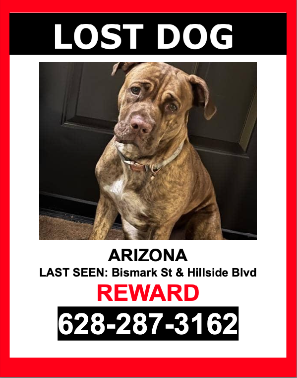 Image of Arizona, Lost Dog
