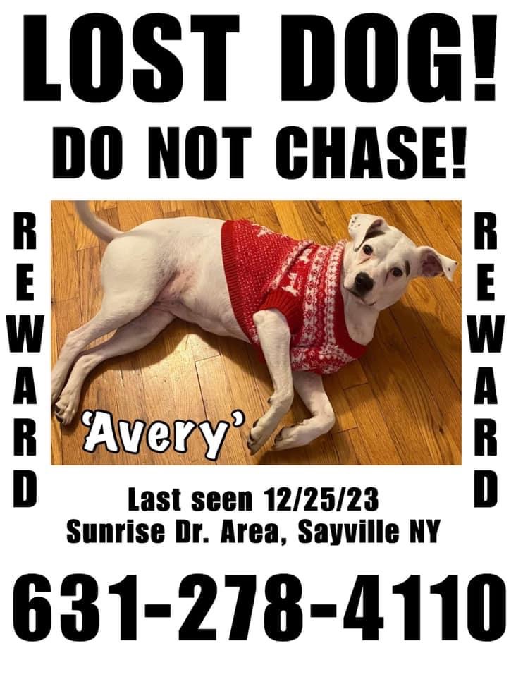 Image of Avery, Lost Dog
