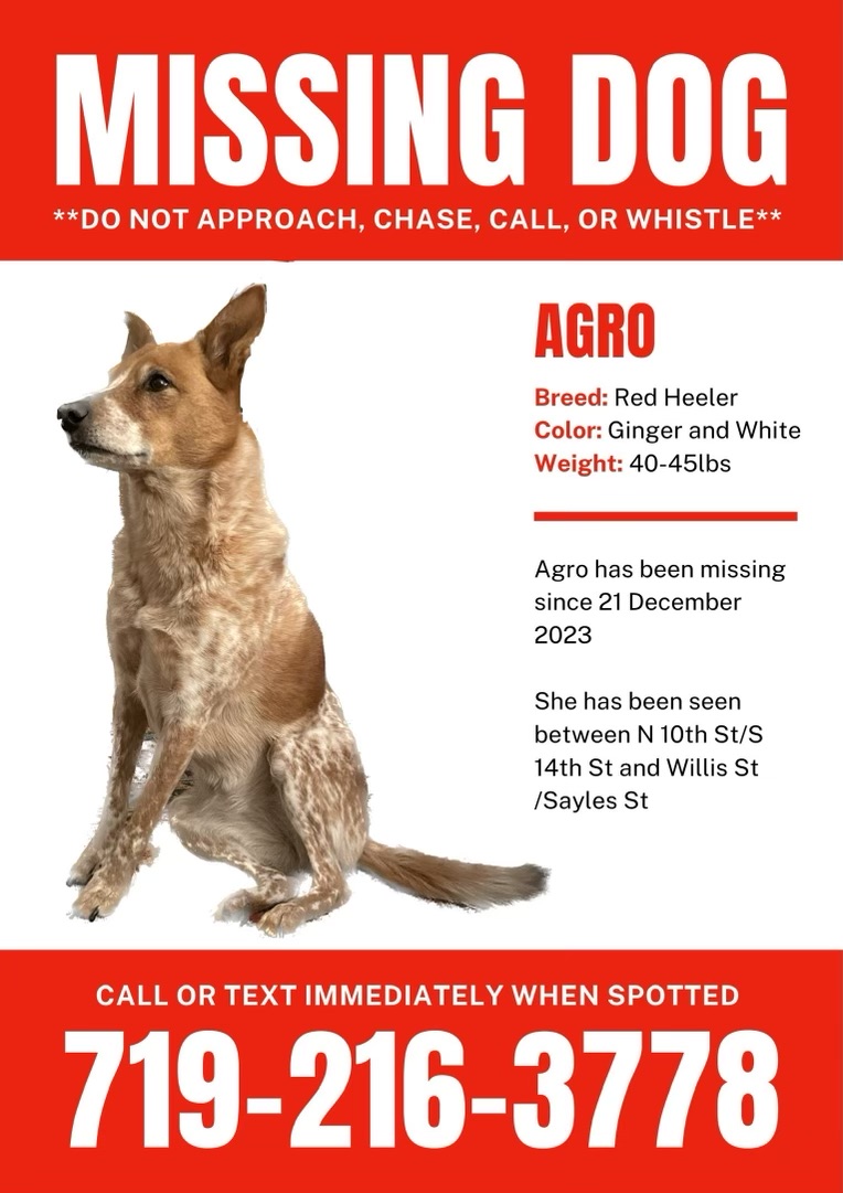 Image of Agro, Lost Dog