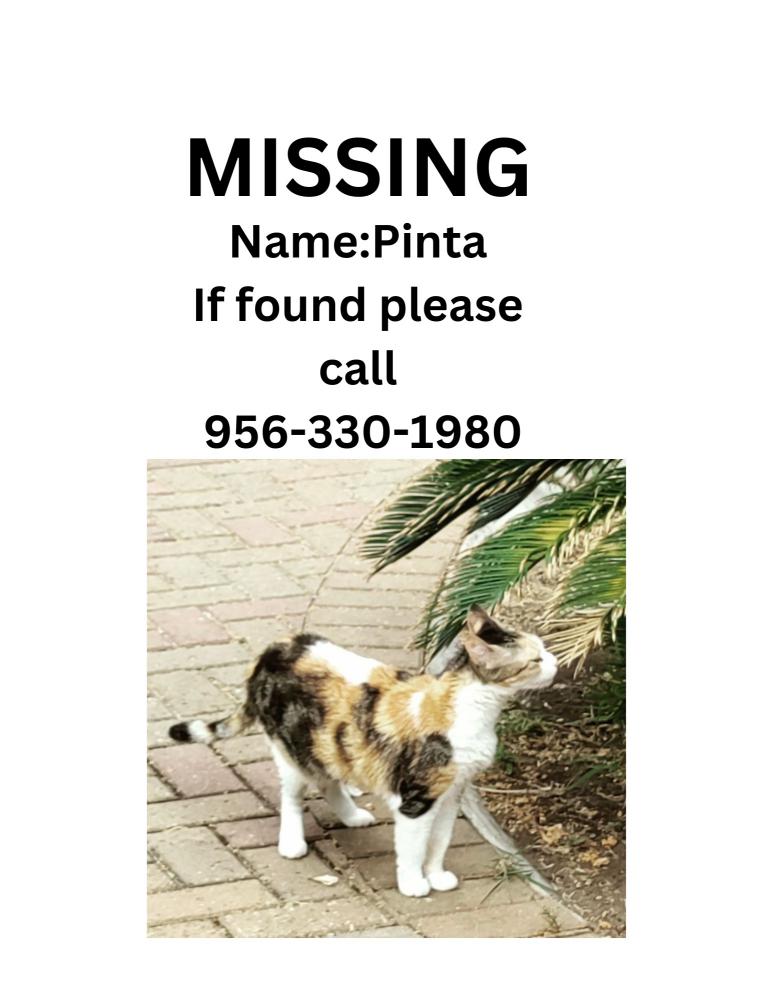 Image of PINTA, Lost Cat