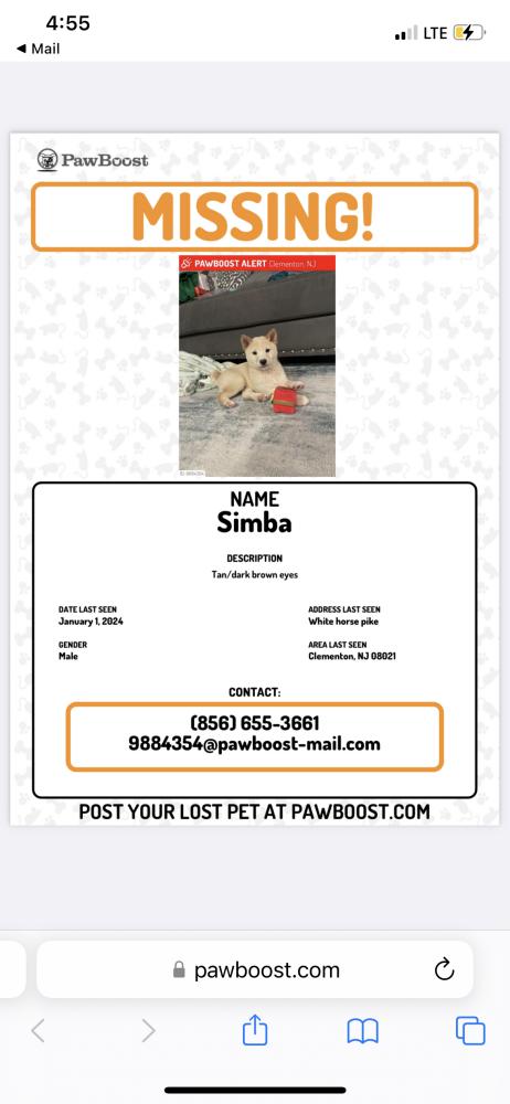 Image of Aimba, Lost Dog