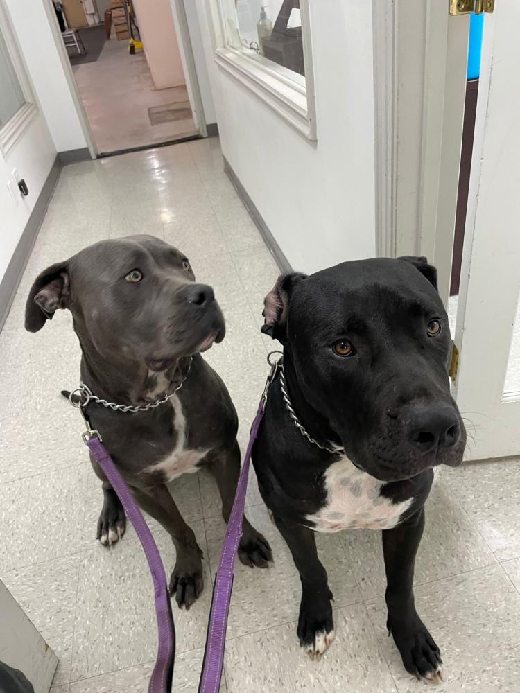 Image of Blu and Storm, Lost Dog