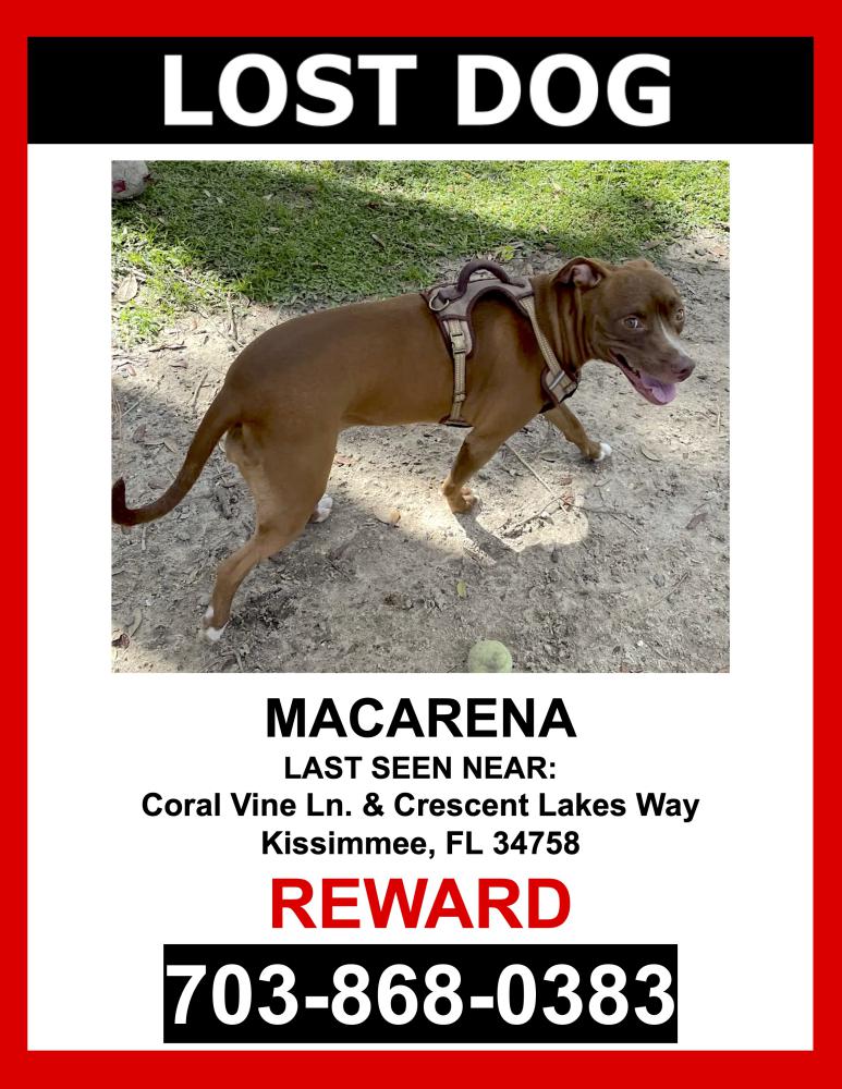 Image of Macarena, Lost Dog