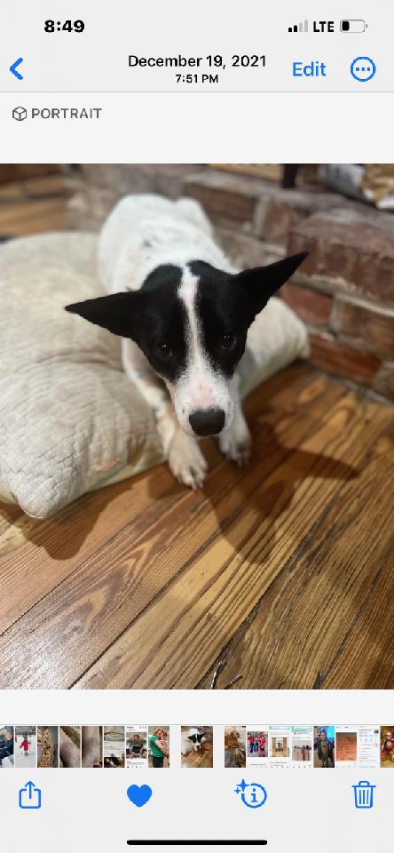 Image of Spotty, Lost Dog