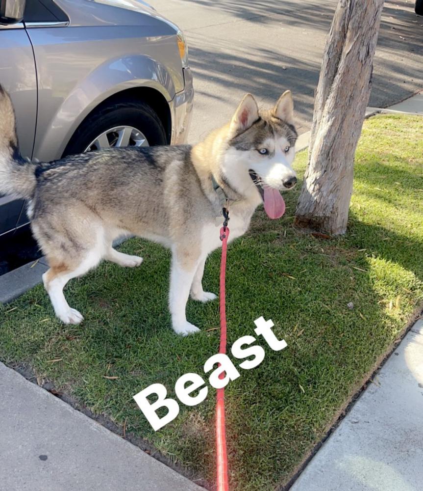 Image of Beast, Lost Dog