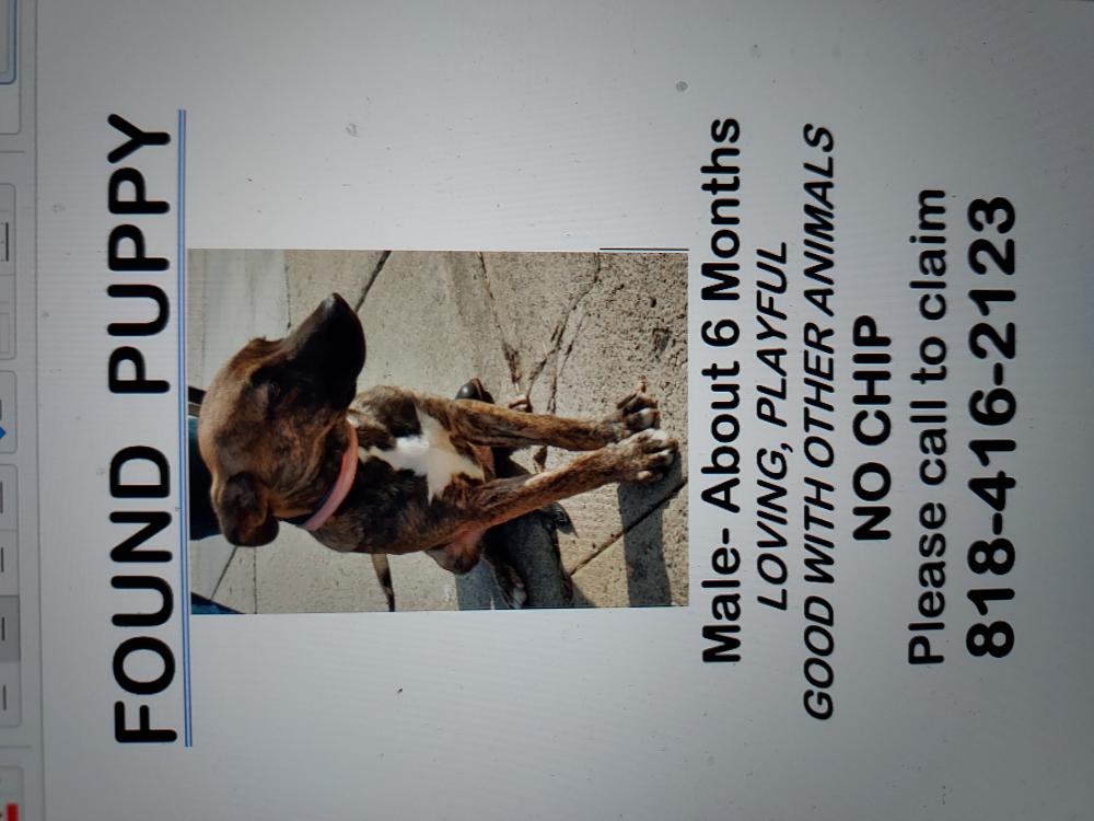 Image of Unk own, Found Dog
