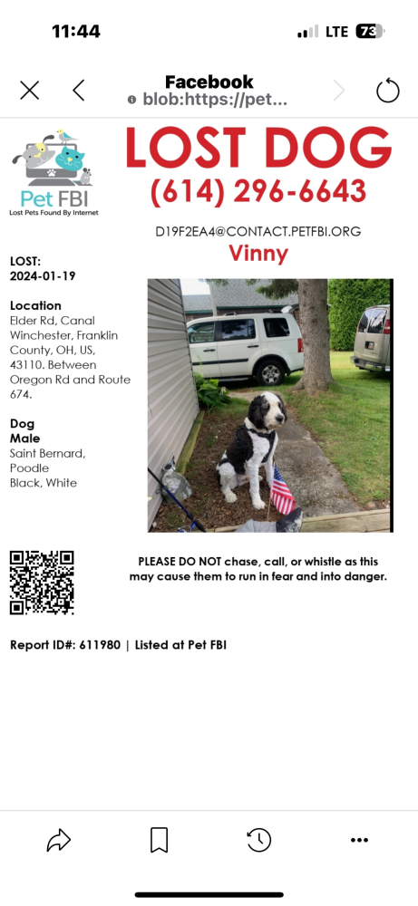 Image of Vinny, Lost Dog