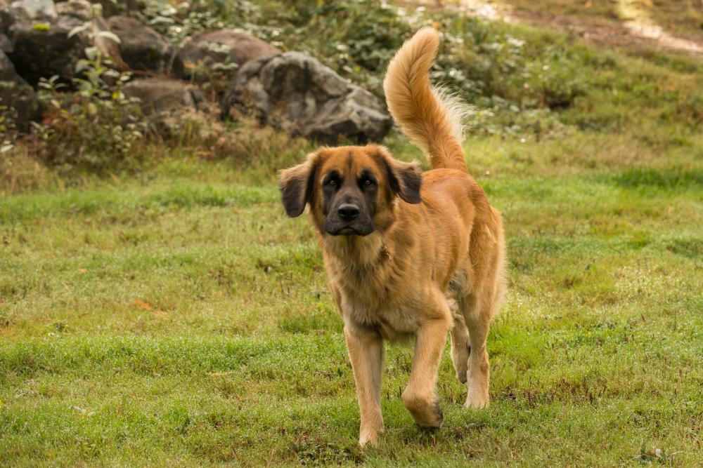 Image of Nootka, Lost Dog