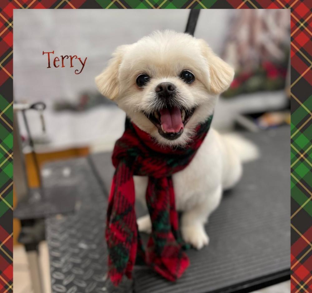 Image of Terry, Lost Dog