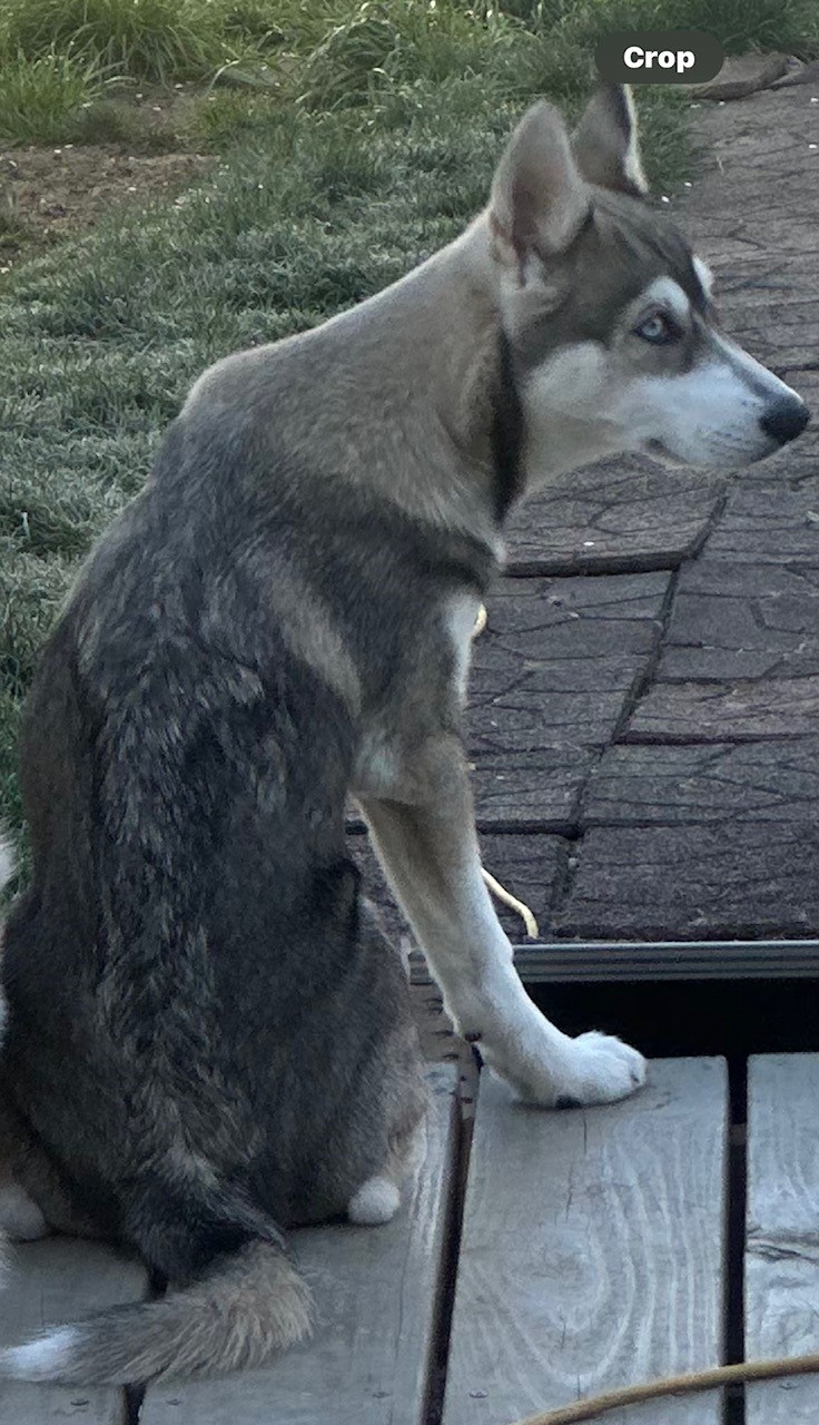 Image of Jersey, Lost Dog
