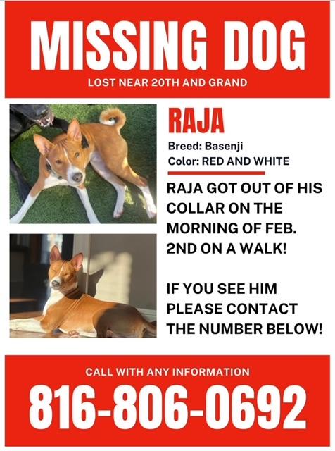 Image of Raja, Lost Dog