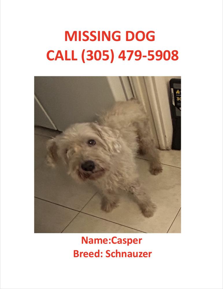 Image of Casper, Lost Dog