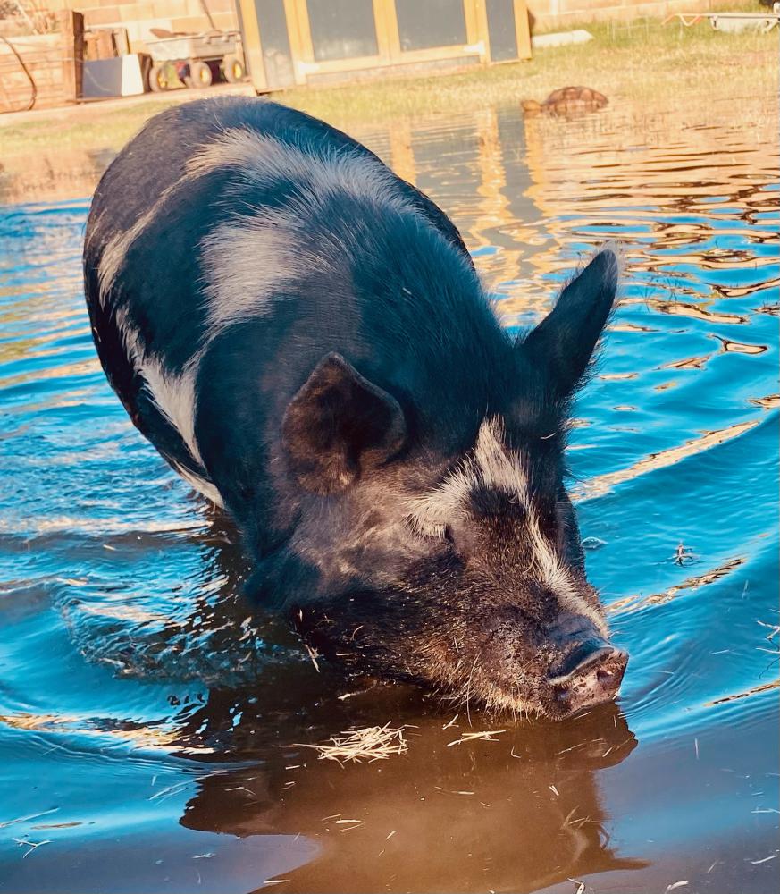 Image of Penny (a pig), Lost Pig