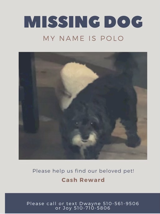 Image of Polo - Black/White, Lost Dog