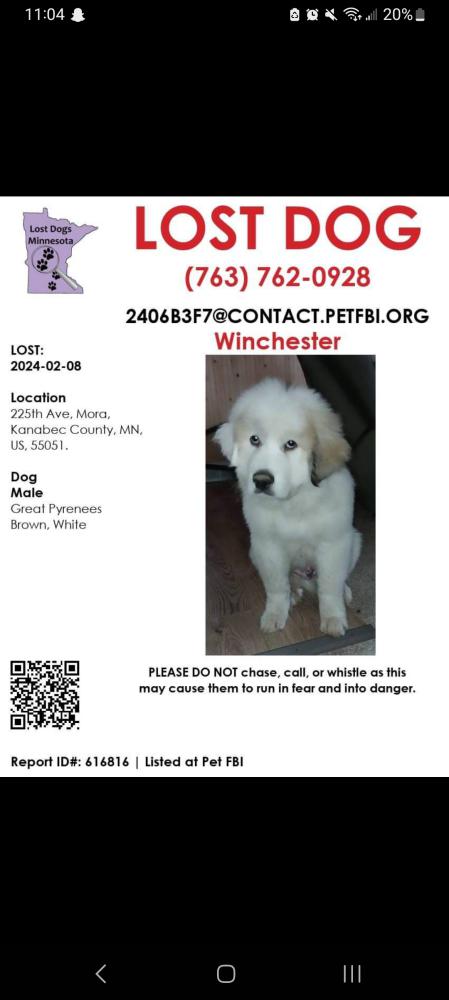 Image of Windchester, Lost Dog