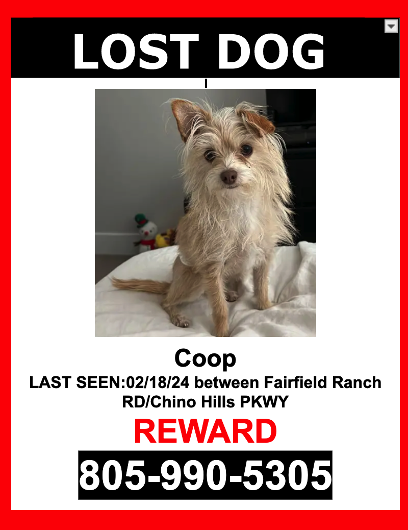 Image of Coop, Lost Dog
