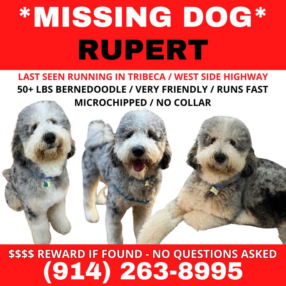 Image of Rupert, Lost Dog