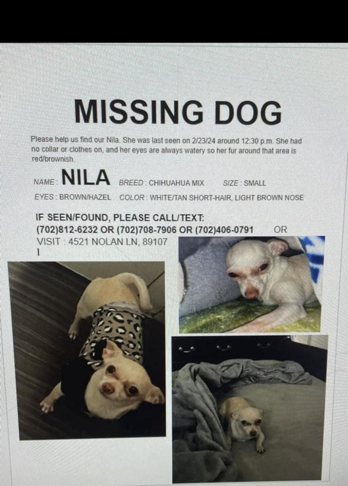 Image of Nila, Lost Dog