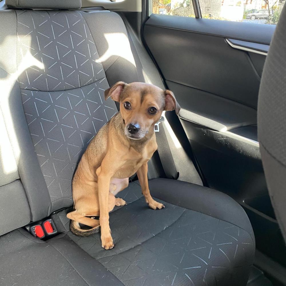 Image of BIZZY, Lost Dog