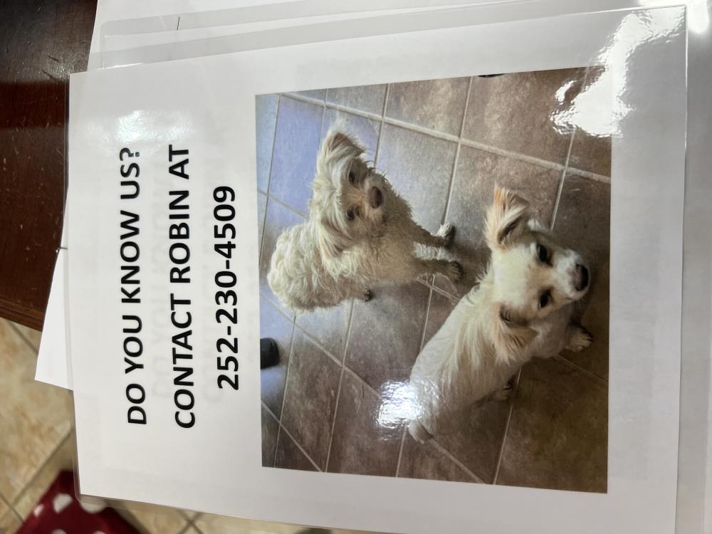 Image of 2 white Dogs, Found Dog