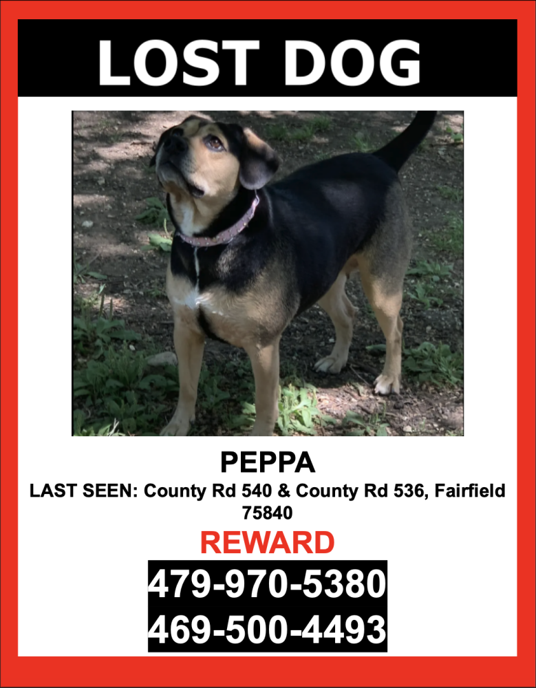 Image of Peppa, Lost Dog