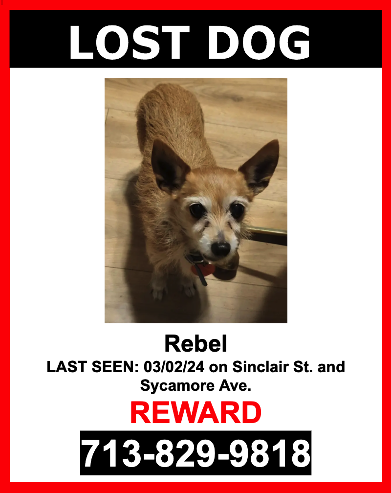 Image of Rebel, Lost Dog