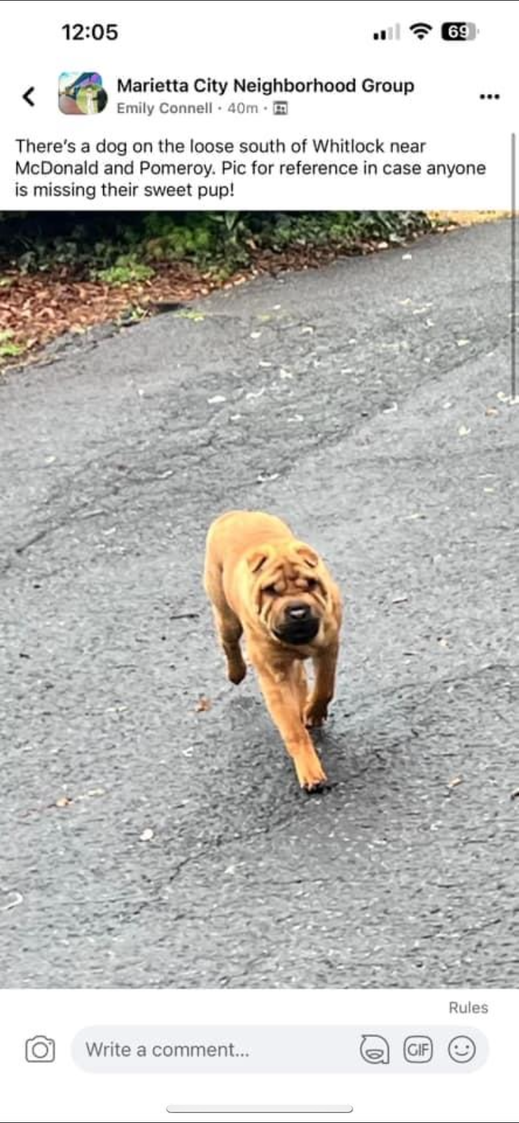 Image of Shar Pei puppy, Lost Dog