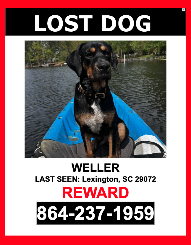 Image of WELLER, Lost Dog