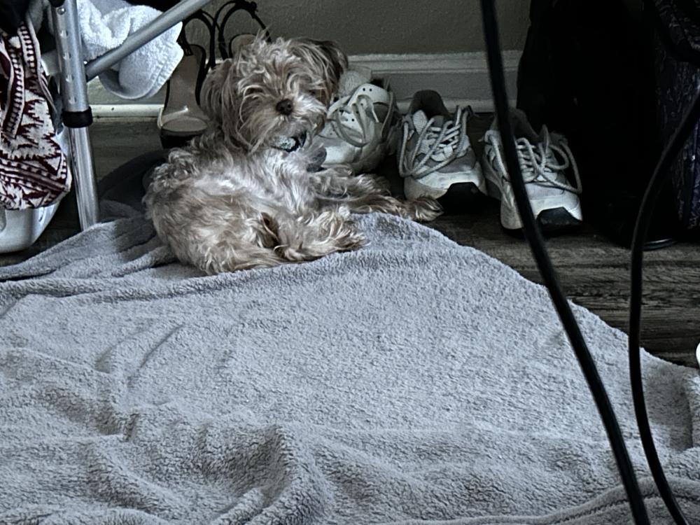 Image of Cookie/Zoemie, Lost Dog
