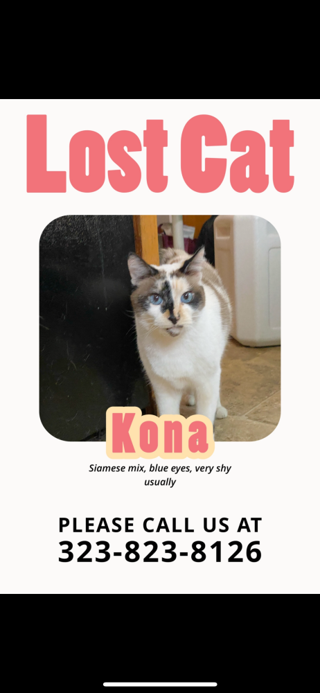 Image of Kona, Lost Dog