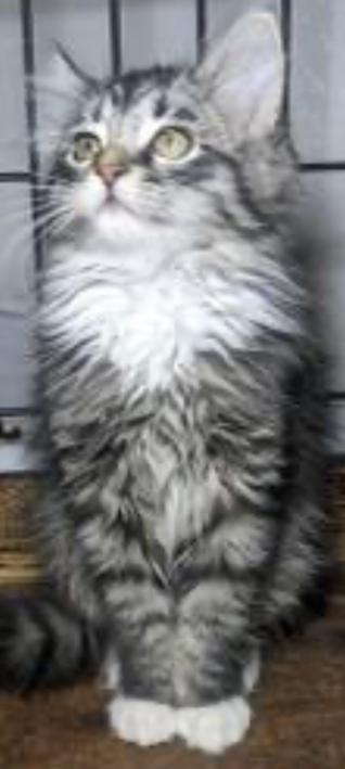 Image of Kora, Lost Cat