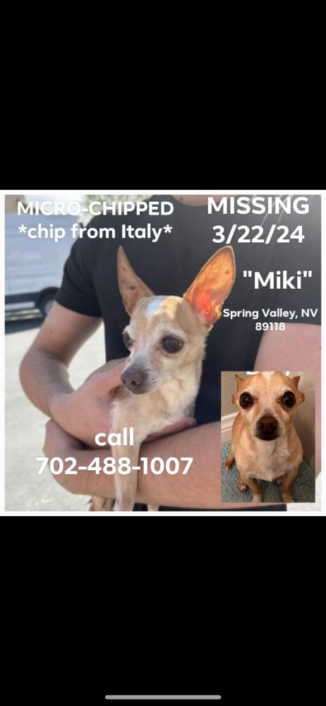 Image of Miki, Lost Dog