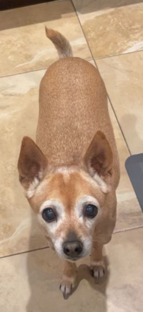 Image of Corona, Lost Dog