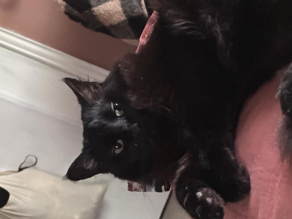 Image of Salem, Lost Cat