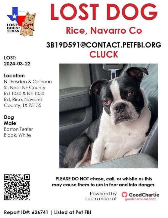 Image of Cluck, Lost Dog